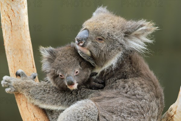 Koalas