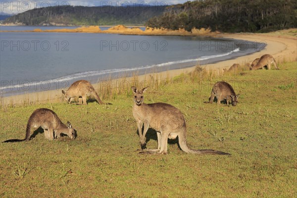 Eastern grey kangaroo