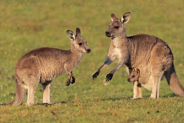 Eastern grey kangaroo