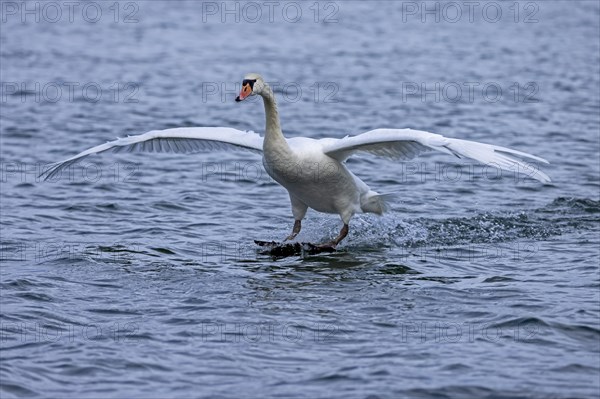 Mute swan