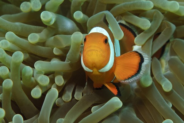 False clownfish