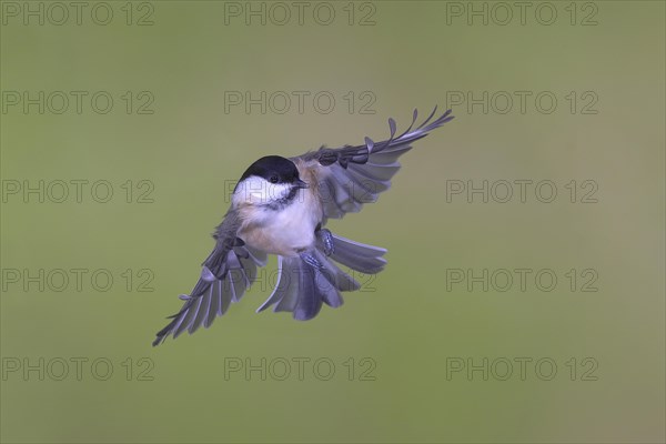 Willow tit