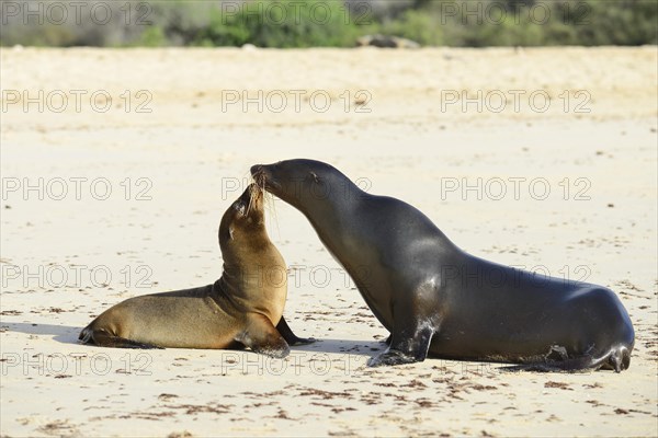 Galapagos sea lion