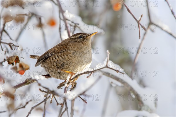 Eurasian wren