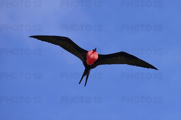 Great Frigatebird