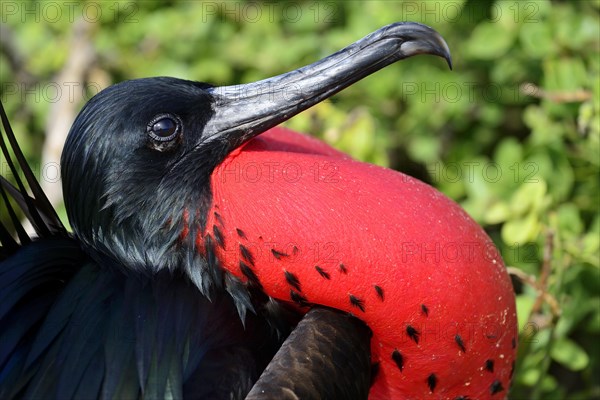 Great Frigatebird