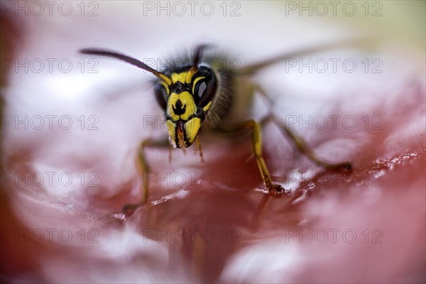 German wasp