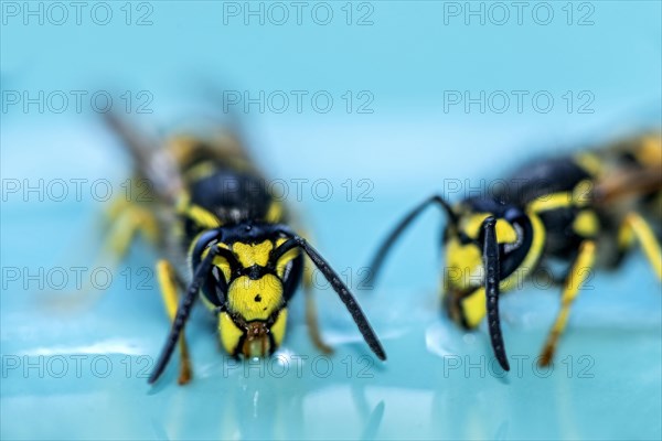 German wasps