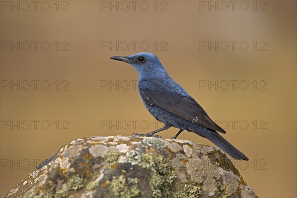 Blue Rock Thrush