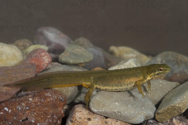 Common newt