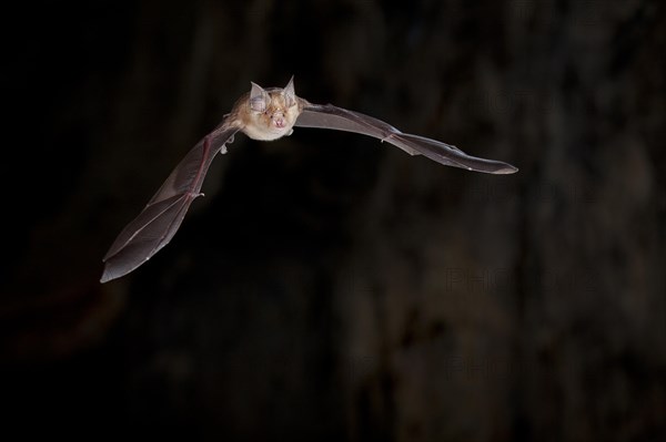 Greater horseshoe bat