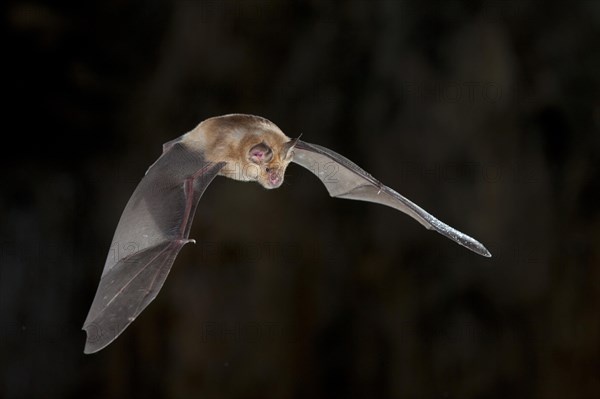 Greater horseshoe bat