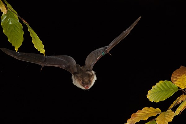 Greater mouse-eared bat