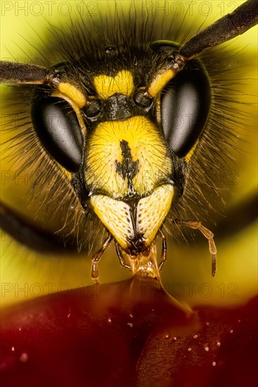 Macro focus Stacking