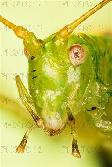 Macro Focus Stacking portrait of male of Oak Bush-Cricket