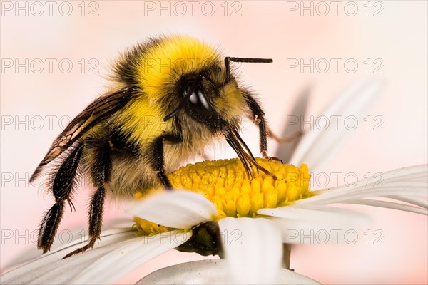 Macro Focus Stacking portrait