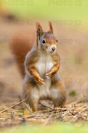 Eurasian red squirrel