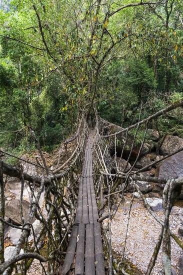 Living Root Bridge