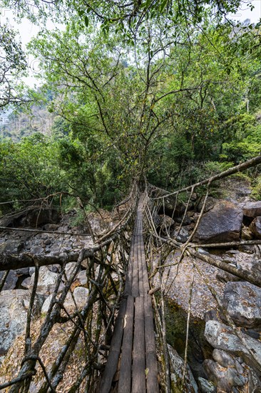 Living Root Bridge