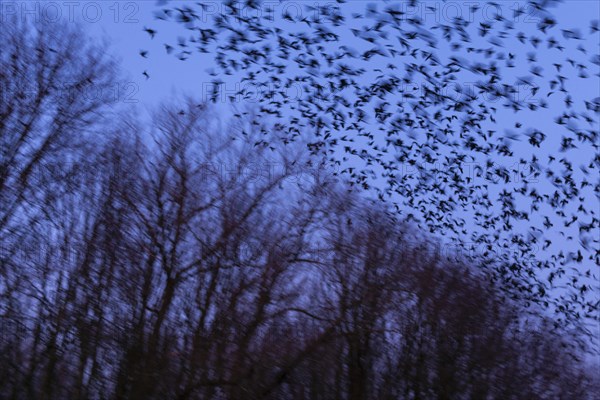 Western jackdaws