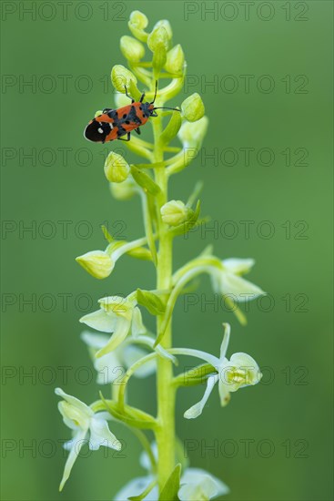 Flowering forest hyacinth