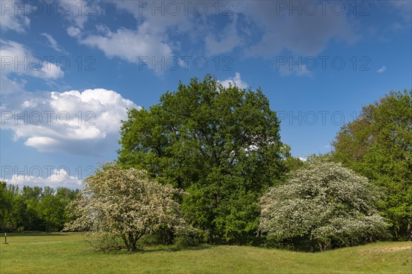 Flowering hawthorn