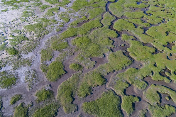 Salt marshes in front of the dike