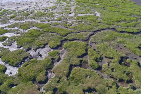 Salt marshes in front of the dike