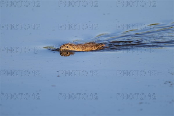 Swimming muskrat