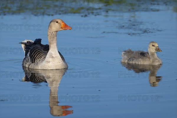 Greylag goose