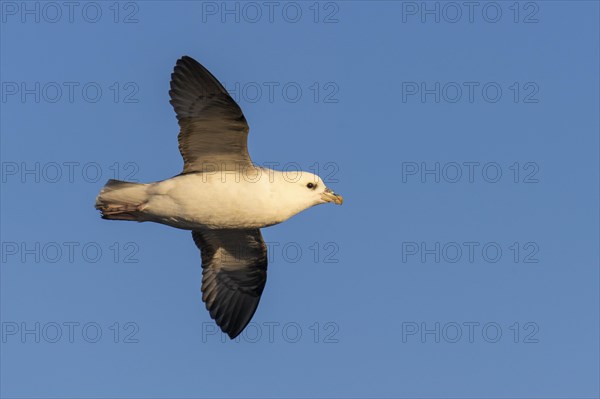 Flying Northern fulmar