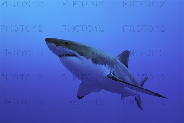 Great white shark