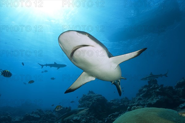 Grey reef shark