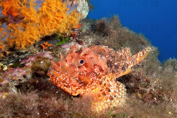 Red scorpionfish