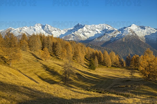 Autumn larch meadows