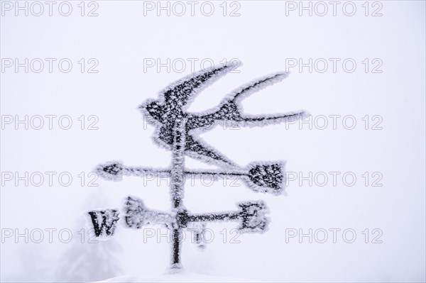 Iced wind rose with swallow