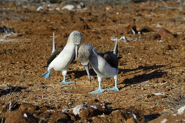 Courting blue-footed boobies