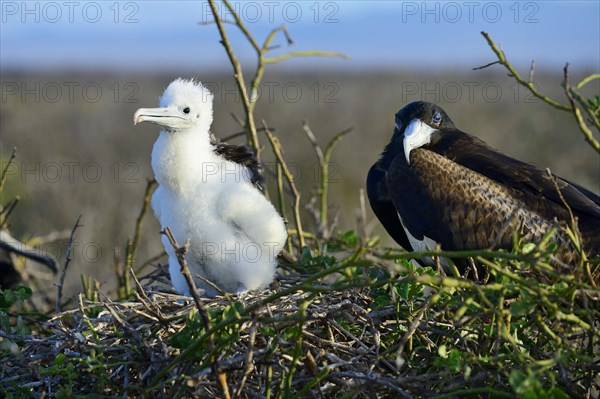 Great Frigatebird