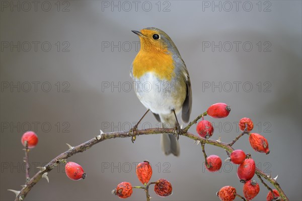 European robin