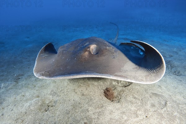 Round stingray