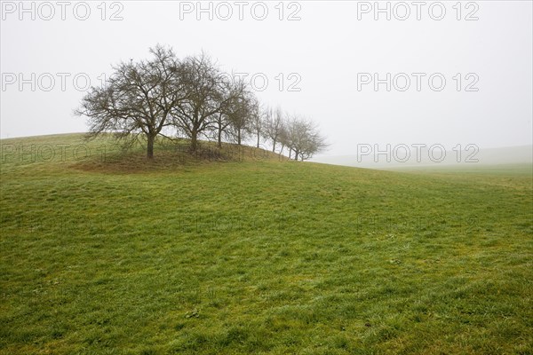 Orchard meadow in autumn near Nebel