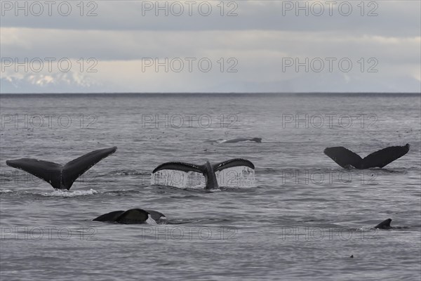 Diving humpback whales