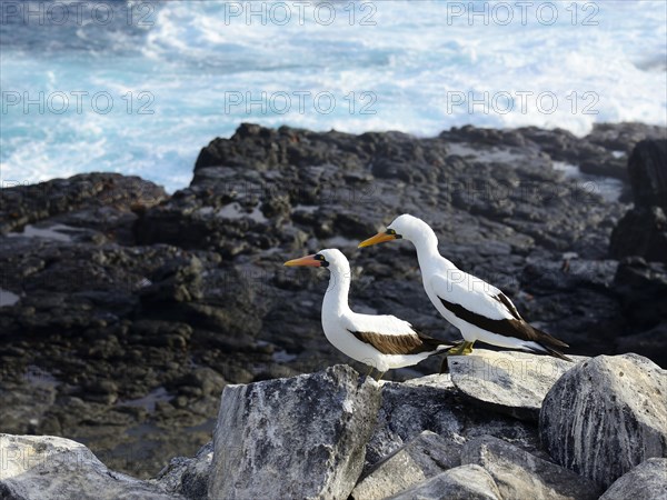 Two Nazca Boobies