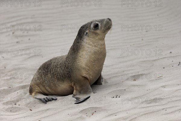 Australian sea lion