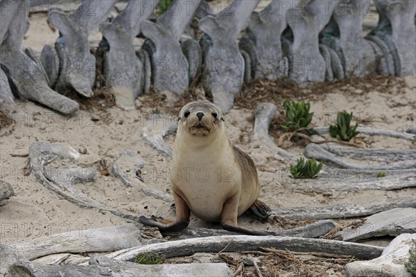 Australian sea lion