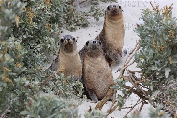 Australian sea lion