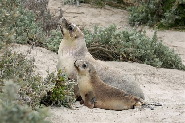 Australian sea lion