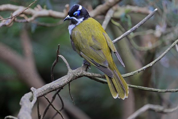 Blue-faced honeyeater