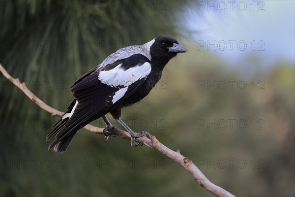 Australian magpie