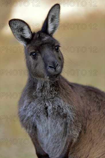 Kangaroo Island Kangaroo